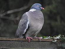 Common Wood Pigeon Wikiwand