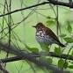 Birding in New Glarus Woods State Park — Southern event image