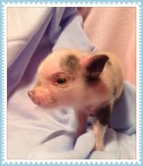 I M The Runt Of The Last Litter At Microminipigs Com Pet Pigs Cute Animals Cute Piggies