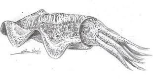 Cuttlefish Drawing Sketch Template Drawing Sketches Drawings Marine Life Art