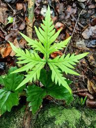 Image result for Doryopteris concolor