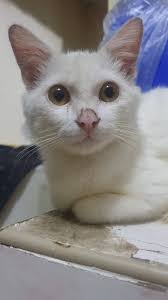 Missing Cat!!! Found him here at Calumpit Bulacan He is white and seems to  be have a breed such as persian, i think. Kindly message me and provide  photos, if its yours. |