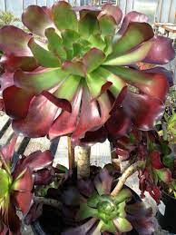 When designing a succulent garden, you should not limit yourself to the succulent world. Aeonium Cyclops Giant Red Aeonium World Of Succulents Succulents Planting Succulents Plants
