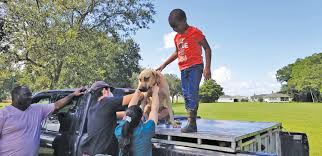 Maybe you would like to learn more about one of these? Animal Rescue Offers Free Vaccines For Pets South Central Florida Life