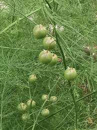 Image result for Asparagus flavicaulis