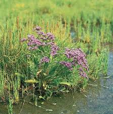 Image result for Plumbaginaceae