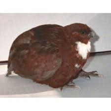 Birds That Lay Eggs On The Ground Ontario Tennessee Red Quail Chickens Backyard Quail Eggs Best Egg Laying Chickens