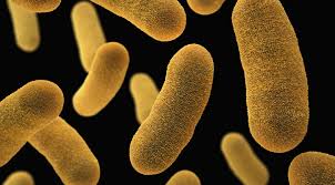 Image result for yersinia fotos