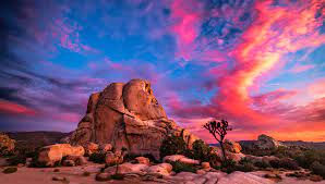 Joshua Tree Workshops