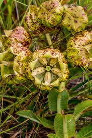 Image result for Helichrysum panduratum