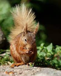 Mr Blonde Tip Squirrel Prairie Dog Animals