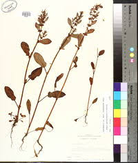 Image result for Rumex lanceolatus