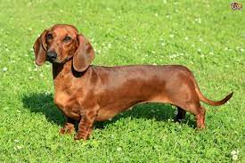 New cl a ssifie d £2,000 no offers for sale miniature smooth haired dachshunds. The Different Types Of Coat Colour Variations In Dachshunds Pets4homes