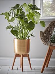 Another good plant for beginners, the tropical vine known as pothos will grow pretty fast under nearly any the snake plant is known as one of the most adaptable flowering plants out there. Pin On Deco