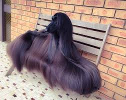 Pin On Dogs Dogs And More Dogs