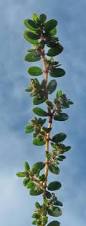 Image result for Euphorbia prostrata