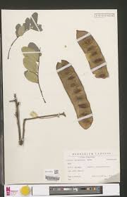 Image result for Lepistemon owariensis