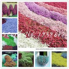 Check spelling or type a new query. 100 Pcs Creeping Thyme Bonsai Flower Rock Cress Ground Cover Plant Carpet Evergreen Grass Indoor Miniature Garden Bonsai Flower Buy At The Price Of 0 11 In Aliexpress Com Imall Com