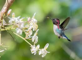 Get To Know The Bee Hummingbird The Worlds Smallest Bird