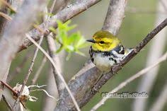 Black And White Birds In Michigan Black Throated Green Warbler Michigan Nature Photograph Spring Bird Bird Watcher Photo Art Gift For Birder Nature Photographs Photo Art Michigan Nature