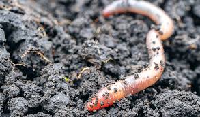 How to feed worms in garden. Worms Garden Pests Diseases Gardening Tips Thompson Morgan