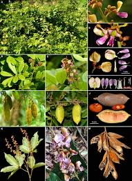 Image result for Pseudoeriosema