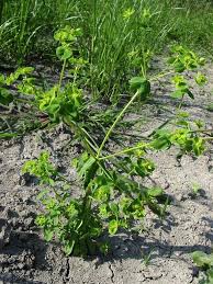 Image result for Euphorbia platycephala