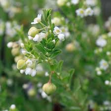 Image result for Phyllanthus beillei