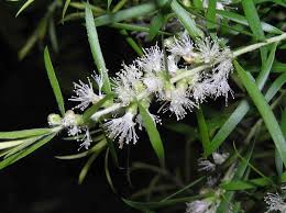 Image result for Melaleuca bracteata