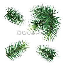 Art branch card celebrate celebration christmas december decor decoration decorative elegant festive gold golden greeting illustration leafs leaves merry natural nature new ornament postcard poster season seasonal snowflake tradition traditional tree winter xmas year. Christmas Tree Branch Set Hand Painted Christmas Fir Branch Isolated Stock Vector Crushpixel