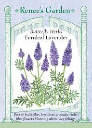 Maybe you would like to learn more about one of these? Fernleaf Lavender Butterfly Herbs Renee S Garden Seeds