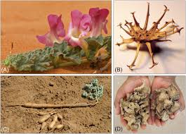 Image result for Harpagophytum procumbens