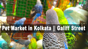 We did not find results for: Pet Market In Kolkata Galiff Street Pet Market Pets Kolkata