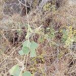 Image result for Rhynchosia sublobata