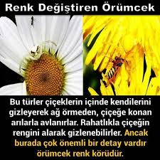 Nese Nin Gozdeleri Ilginc Gercekler Biliyor Muydunuz Ve Doga