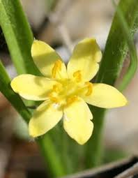 Flowers are a wonderful way to bring color and life to your home and lawn. Colorado Rare Plant Guide Home Page