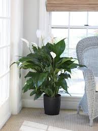 Golden pothos is a trailing plant that can grow up to 10 feet long. 21 Indoor Plants For Low Light Best Houseplants That Thrive In Shade Hgtv
