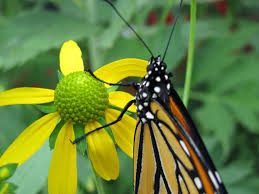 Image result for Launaea rogersii