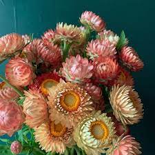 Pin On Cut Flowers 2021 Season