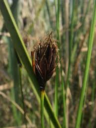 Image result for Schoenus