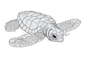 Quinnidae Baby Sea Turtle I Started A While Ago Probably A Cheloniid The Scale Texture Is A Combinat Sea Turtle Drawing Turtle Drawing Turtle Coloring Pages
