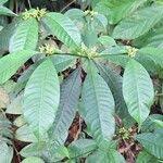 Image result for Rauvolfia mannii