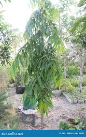 Image result for Monoon