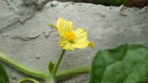 Image result for Citrullus lanatus