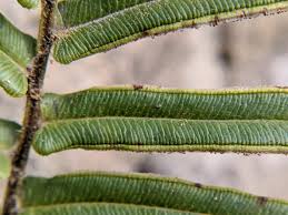 Image result for Pteris commutata