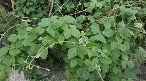 Image result for Macroptilium atropurpureum