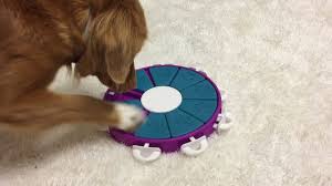 Check spelling or type a new query. 10 Best Puzzle Toys That Actually Help Bored Dogs The Dog People By Rover Com