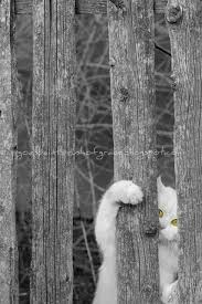 Rights Pretty Cats Kittens White Cats