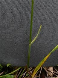 Image result for Anthoxanthum nivale
