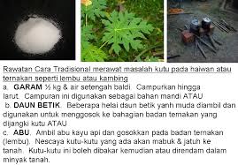 Ubat cacing boleh diambil setiap 6 bulan. Ubat Cacing Cara Tradisional Berubat S